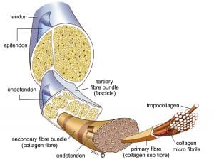 structure-of-tendons